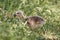 Cute greylag goose chick Anser anser gosling in the grass on a sunny spring day