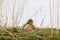 Cute greylag gosling