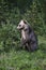 Cute Grizzly Bear Cub standing in the Kananaskis Country of the Canadian Rockies