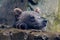 Cute grizzly bear (Ursus arctos horribilis) leaning on the wall looking aside