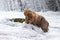 Cute Grizzly brown bear catching fish in a river