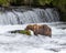 Cute Grizzly brown bear catching fish in a river