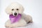 Cute groomed white poodle dog