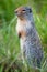 Cute ground squirrel