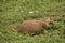 Cute Ground Squirrel Eating Green Vegetation in the Summer