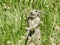 Cute Ground Squirrel Eating A Stalk Of Grass Seeds In Tuolumne Meadows, Yosemite National Park, California, USA