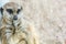 Cute ground squirrel pauses with comfortable sitting posture