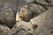 Cute ground squirrel peaks from behind rock