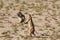 Cute ground squirrel searching for food in dry Kgalagadi desert