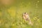 Cute Ground squirrel, Spermophilus pygmaeus, eats the grass. Side view