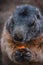 Cute Groundhog eating his carrots while standing on his hind legs