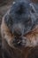 Cute Groundhog eating his carrots while standing on his hind legs