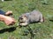 Cute groundhog on Tibetan grassland