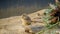 Cute Groundhogs sitting on the ground in nature during the daytime