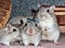 Cute group of gerbils