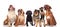 Cute group of six curious dogs looking up