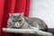 Cute Grumpy british cat is relaxing on a scrapper