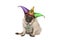 Cute grumpy Mardi gras carnival pug puppy dog sitting down with harlequin jester hat