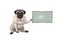 Cute grumpy pug puppy dog, sitting down, holding weathered vintage green wooden sign board