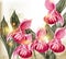 Cute grunge vector background with realistic pink orchid flowers