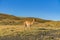 Cute guanaco wild nature animal with green yellow grass with blue sky, south Patagonia, Chile and Argentina, most iconic beautiful