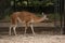 Cute guanaco in zoo enclosure. Wild animal