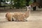 Cute guanaco in zoo enclosure. Wild animal