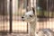 Cute guanaco in zoological garden