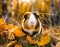 Cute guinea pig in the autumn forest