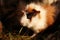 A cute guinea pig eating grass in his home with other friends and brothers. He has a black skin around his eye. Also has brown and