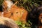 A cute guinea pig eating grass in his home with other friends and brothers. This one is brown with white strips