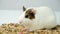 A cute guinea pig eats food on a white background, chews grains funny.