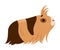 Cute guinea pig. Funny pet rodent, sheba breed cartoon vector illustration