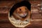 Cute Guinea pig in its wooden house