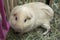 Cute guinea pig in open cage.