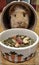 Cute Guinea Pig Playing and Hiding in the Tunnel Box Toy