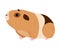 Cute guinea pig, side view. Funny spotted pet rodent cartoon vector illustration