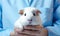 cute guinea pig sits in the hands of a veterinarian. Veterinarian in blue medical clothes