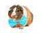 Cute Guinea Pig Wearing Blue Bow Tie