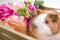 Cute Guinea Pig in wood basket