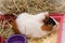 Cute guinea pig in your home with lots of food, water and hay, isolated on white.