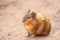 Cute Guinea pigs, Cavia Porcellus.