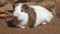 Cute guinea pigs cavia porcellus. Close up cinematic 4k clip.