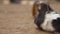 Cute Guinea pigs Cavia Porcellus. Close up cinematic 4k clip.