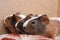 Cute guinea pigs fluffy baby rodents pets