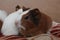 Cute guinea pigs fluffy baby rodents pets