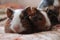 Cute guinea pigs fluffy baby rodents pets