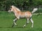 Cute Haflinger Foal