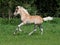 Cute Haflinger Foal