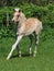 Cute Haflinger Foal